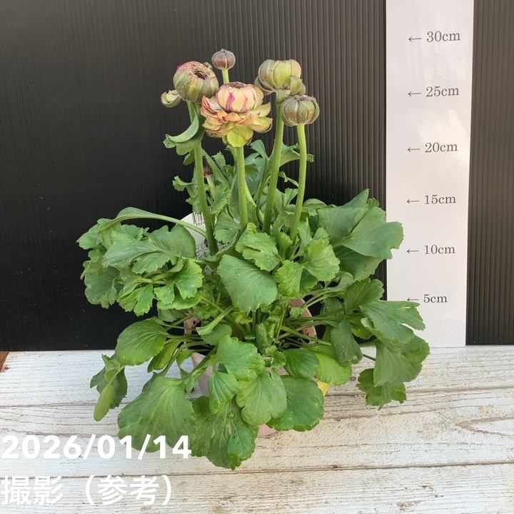 ラナンキュラス ポンポン 4号 マルヴァ｜草花04-PA | 草花