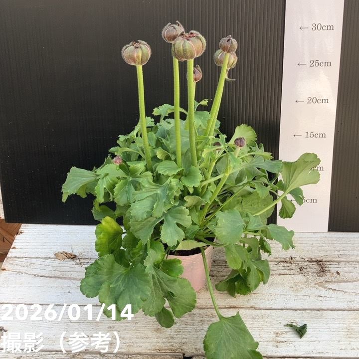 ラナンキュラス ポンポン 4号 マルヴァ｜草花04-PA | 草花