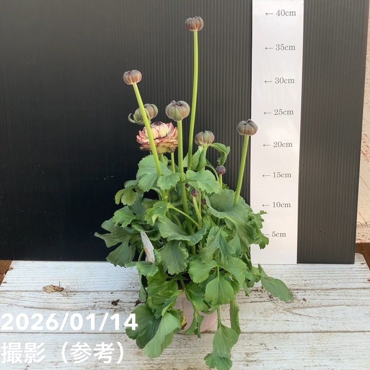 ラナンキュラス ポンポン 4号 マルヴァ｜草花04-PA | 草花