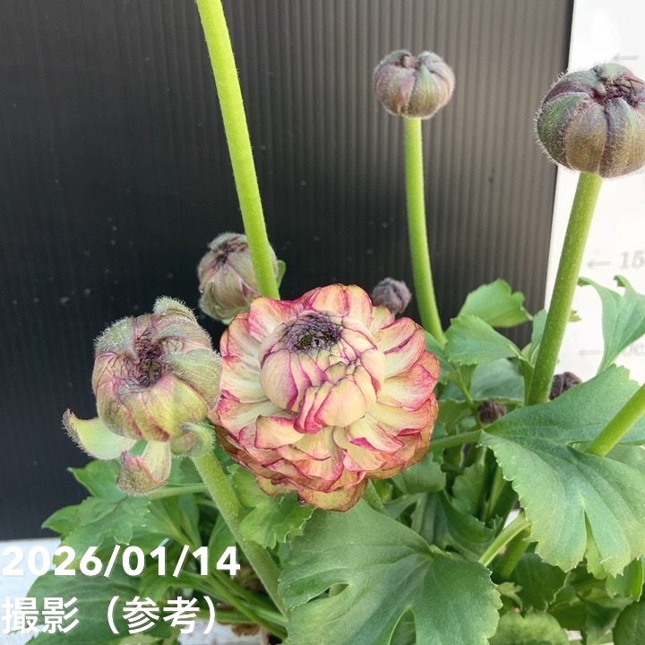 ラナンキュラス ポンポン 4号 マルヴァ｜草花04-PA | 草花