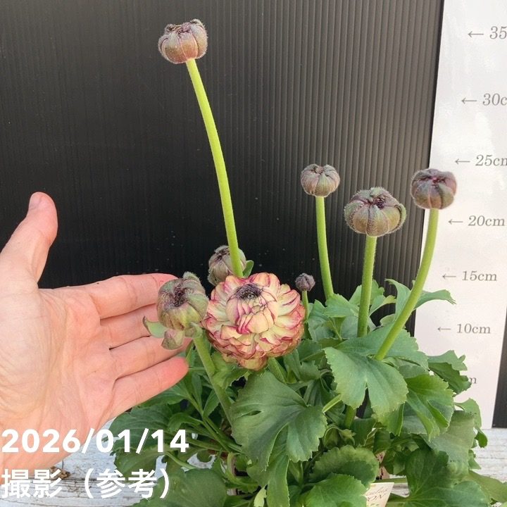 ラナンキュラス ポンポン 4号 マルヴァ｜草花04-PA | 草花