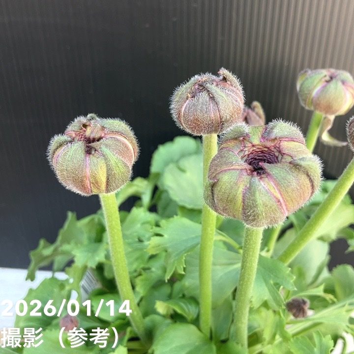 ラナンキュラス ポンポン 4号 マルヴァ｜草花04-PA | 草花