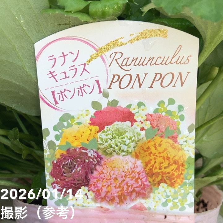 ラナンキュラス ポンポン 4号 マルヴァ｜草花04-PA | 草花