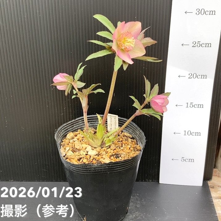 一点物】加藤農園 クリスマスローズ 4.5号（KT50）｜山野04-PA | 草花