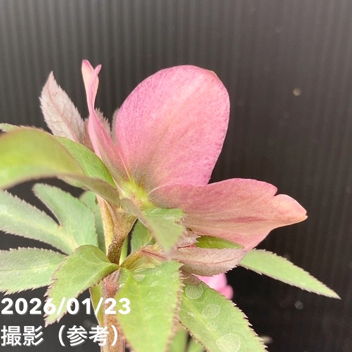 一点物】加藤農園 クリスマスローズ 4.5号（KT50）｜山野04-PA | 草花