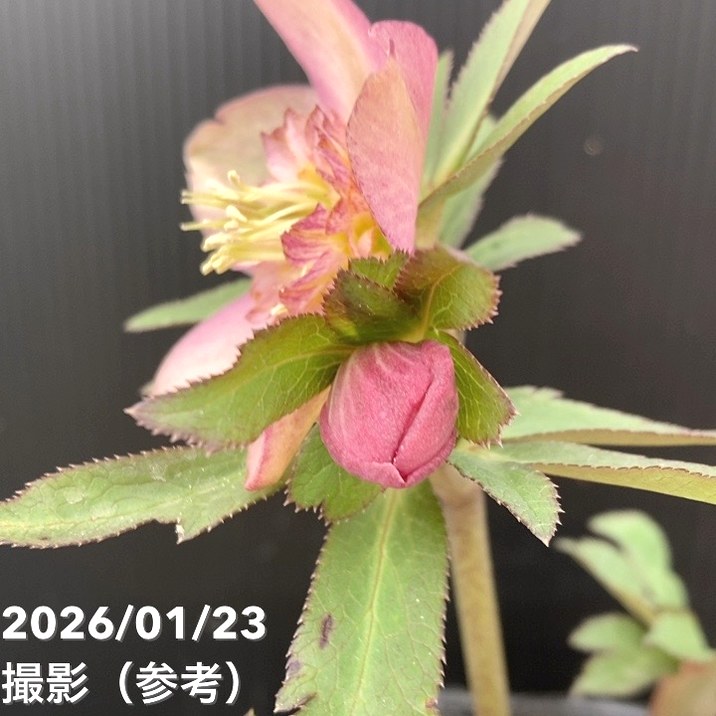 一点物】加藤農園 クリスマスローズ 4.5号（KT50）｜山野04-PA | 草花