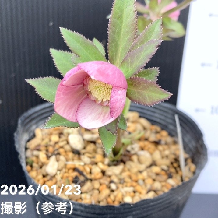 一点物】加藤農園 クリスマスローズ 4.5号（KT50）｜山野04-PA | 草花