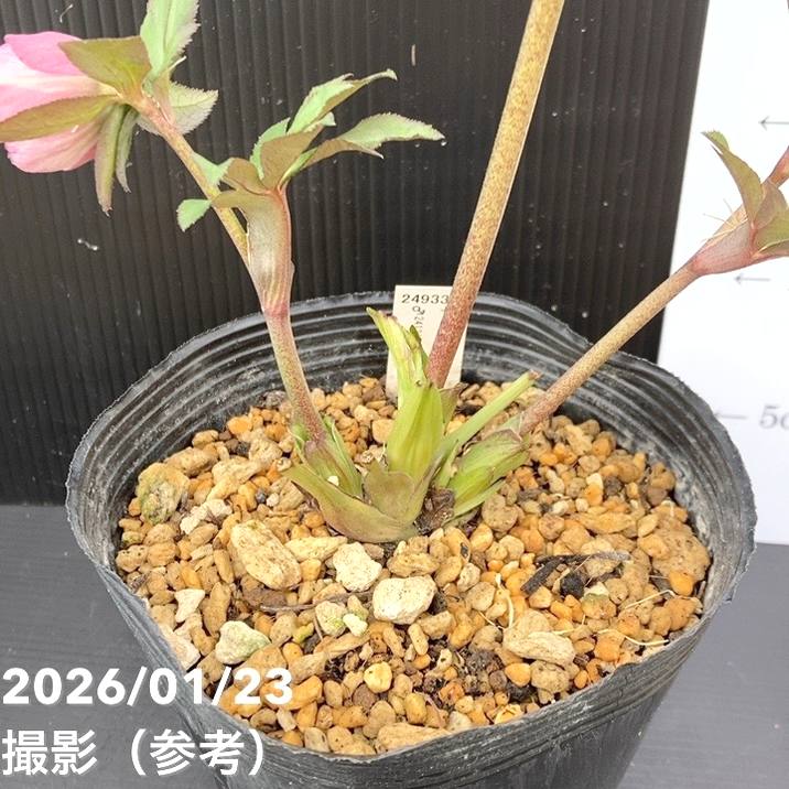 かずりん様マスカット　ローズ　1キロ 一点物】加藤農園 クリスマスローズ 4.5号（KT50）｜山野04-PA | 草花