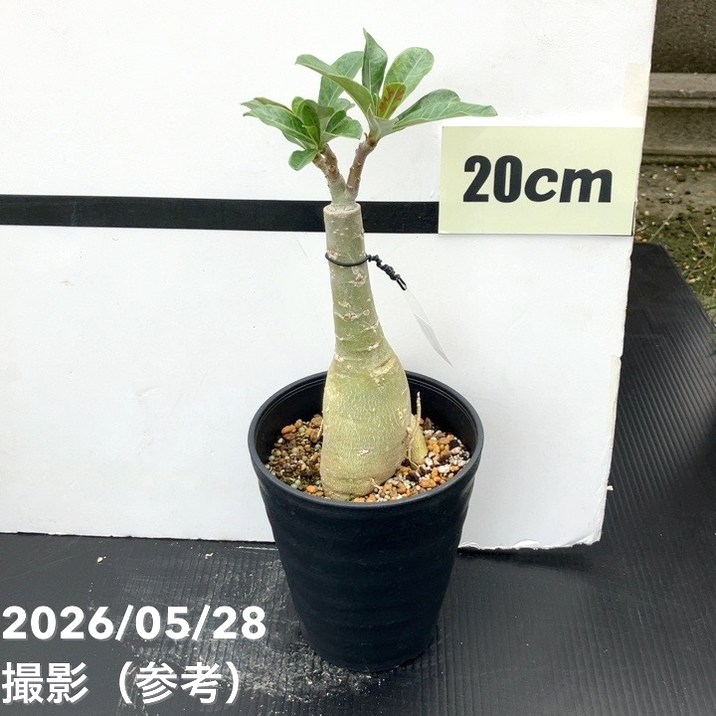 アデニウム オベスム 4号 Mueang Vietnam（5）｜観葉01-D1 | 観葉