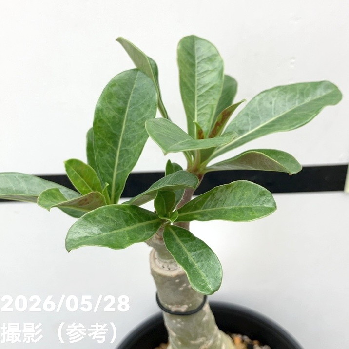 アデニウム オベスム 4号 Mueang Vietnam(5)|観葉01-D1 | 観葉 アデニウム オベスム 4号 Mueang Vietnam(5)|観葉01-D1 | 観葉