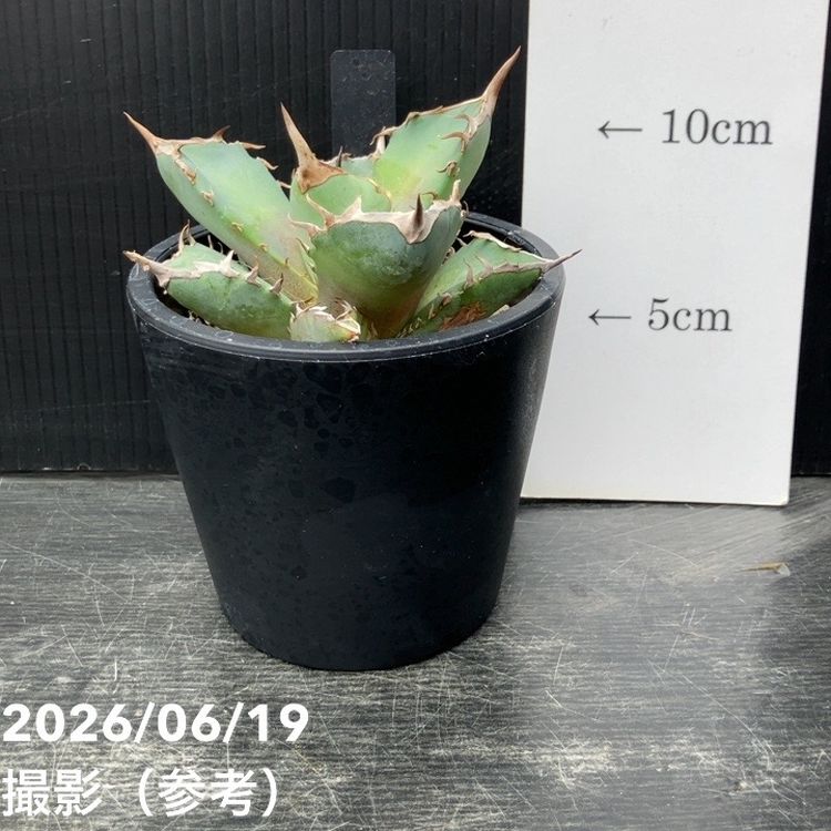 アガベ 3.5号 鳳凰｜観葉10-TU | 観葉・多肉,アガベ | 赤塚植物園