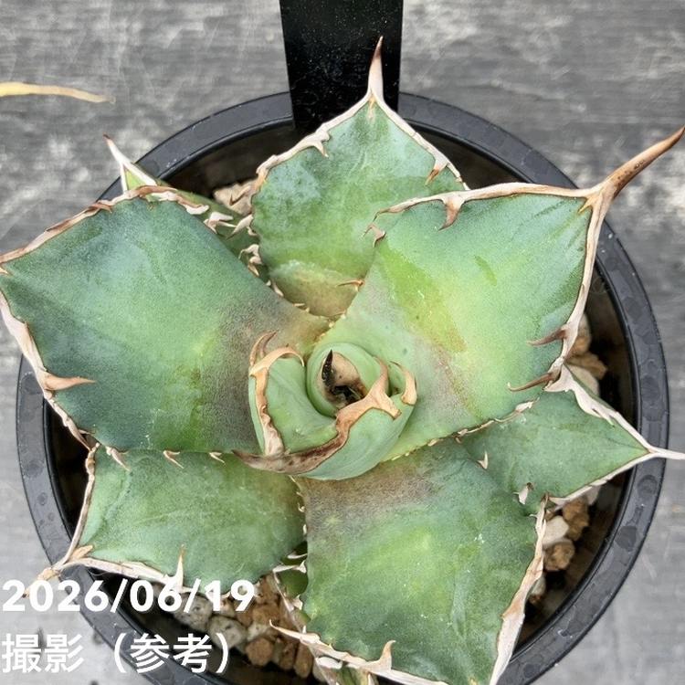 アガベ 3.5号 鳳凰｜観葉10-TU | 観葉・多肉,アガベ | 赤塚植物園