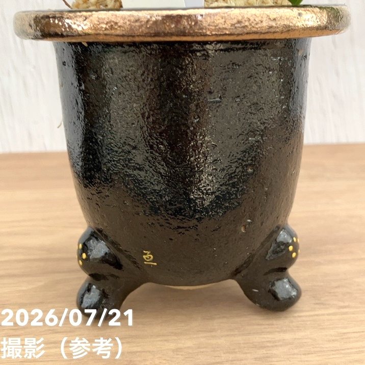 決算P5倍！10%OFF！8/2まで】【現品お届け】豊明園 万年青 オモト 海龍