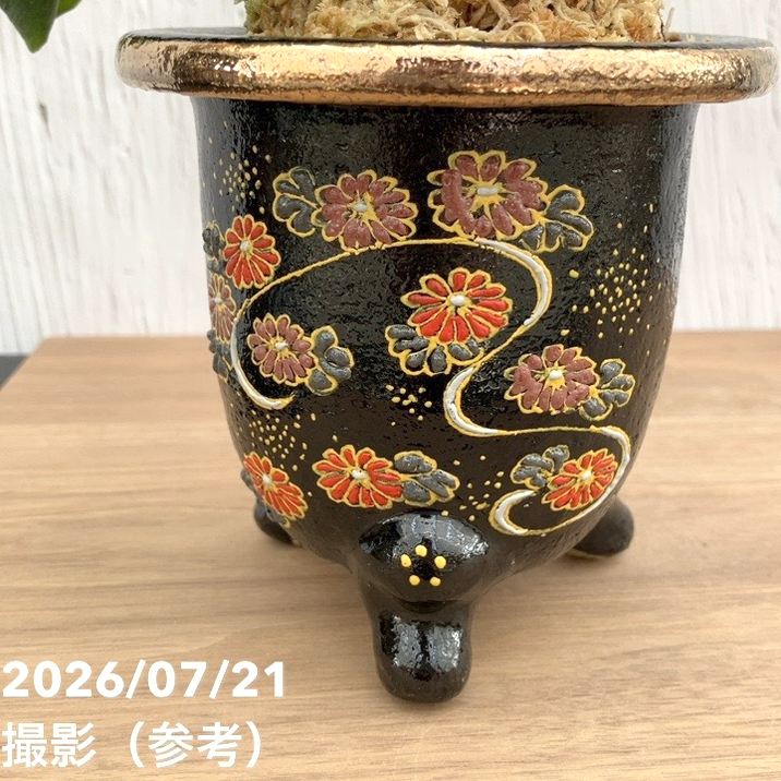 現品お届け】豊明園 万年青 オモト 海龍獅子実生（かいりゅうじし） 錦
