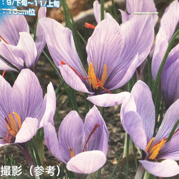 サフラン サティーウス 5球入×3袋セット|球根04-PA