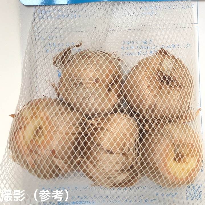 サフラン サティーウス 5球入×3袋セット|球根04-PA