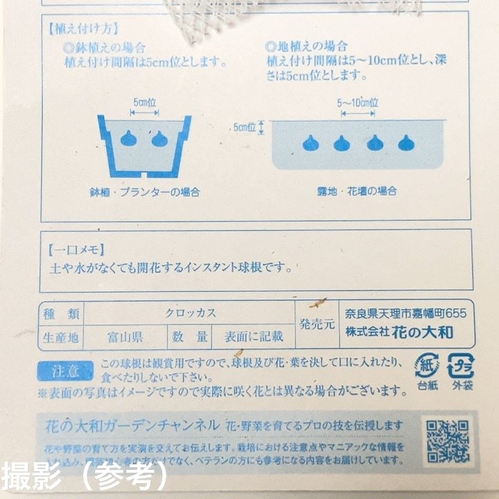 サフラン サティーウス 5球入×3袋セット|球根04-PA