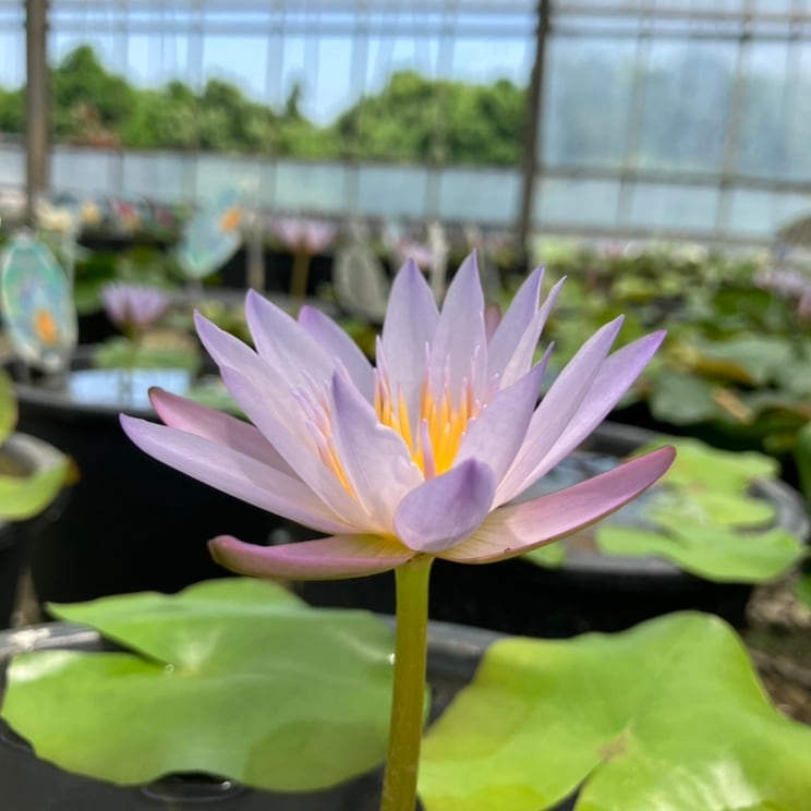 熱帯スイレン 4号 ブリンク｜草花01-D1 | 草花,熱帯スイレン・温帯