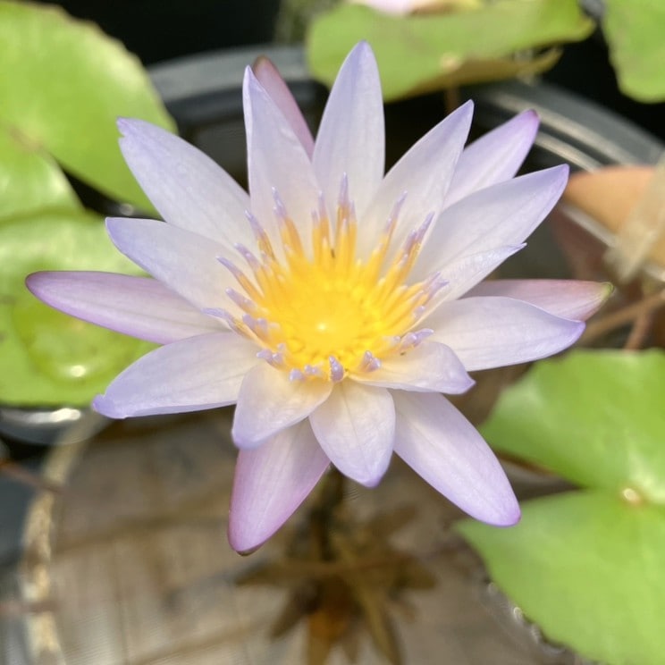 熱帯スイレン 4号 ブリンク｜草花01-D1 | 草花,熱帯スイレン・温帯