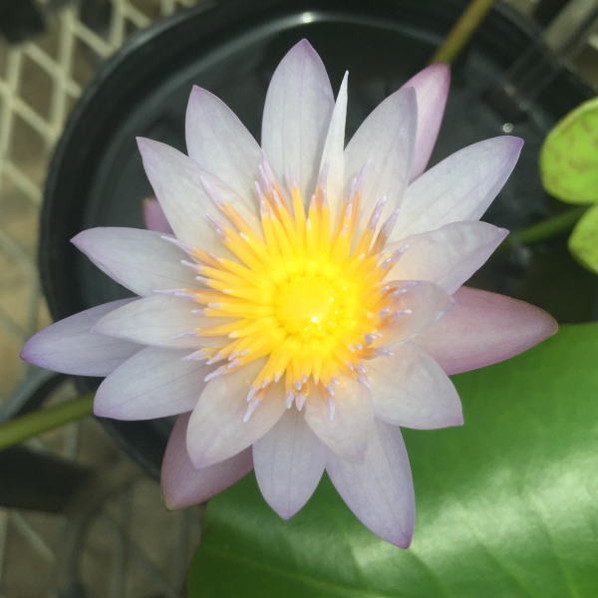 熱帯スイレン 4号 ブリンク｜草花01-D1 | 草花,熱帯スイレン・温帯