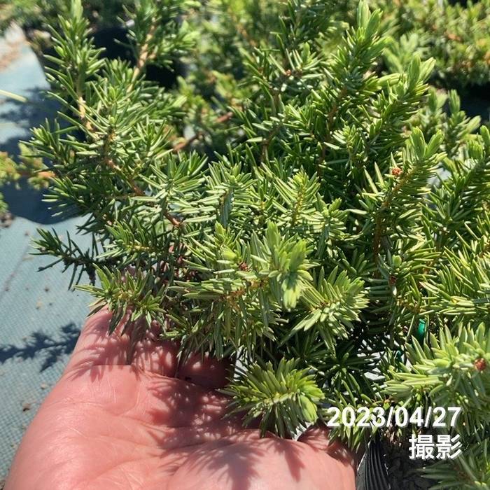 常緑・這性(はいせい)コニファー ブルーパシフィック 5号 ※お届けに10日程度かかる場合がございます。|花木10-TN