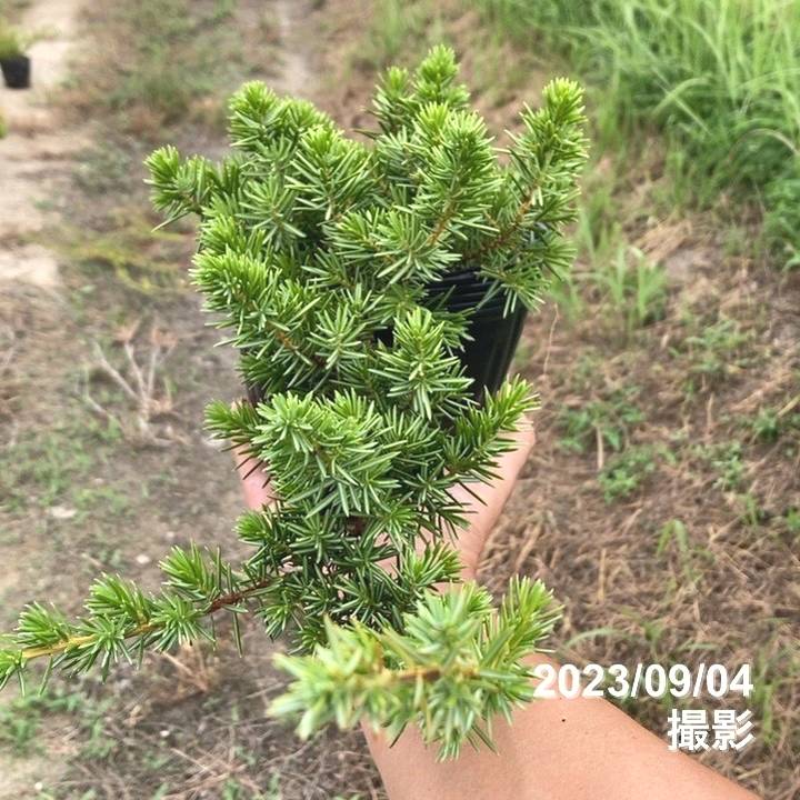 常緑・這性(はいせい)コニファー ブルーパシフィック 5号 ※お届けに10日程度かかる場合がございます。|花木10-TN