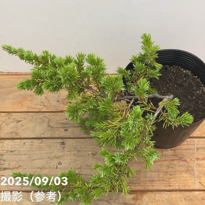 常緑・這性(はいせい)コニファー ブルーパシフィック 5号 ※お届けに10日程度かかる場合がございます。|花木10-TN