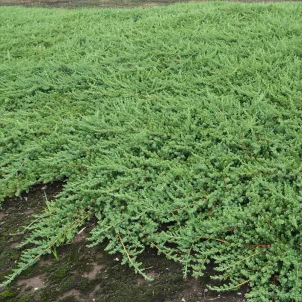 常緑・這性(はいせい)コニファー ブルーパシフィック 5号 ※お届けに10日程度かかる場合がございます。|花木10-TN