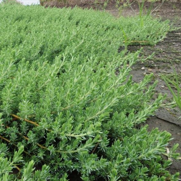 常緑・這性(はいせい)コニファー ブルーパシフィック 5号 ※お届けに10日程度かかる場合がございます。|花木10-TN