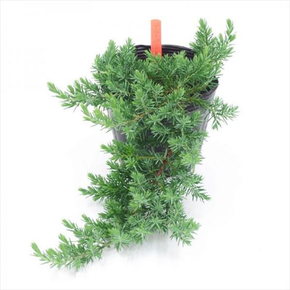 常緑・這性(はいせい)コニファー ブルーパシフィック 5号 ※お届けに10日程度かかる場合がございます。|花木10-TN