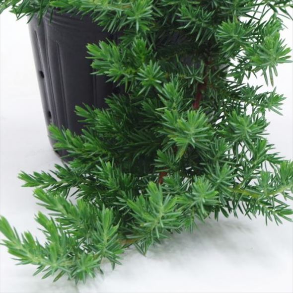 常緑・這性(はいせい)コニファー ブルーパシフィック 5号 ※お届けに10日程度かかる場合がございます。|花木10-TN