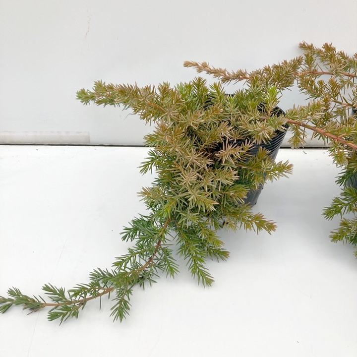 常緑・這性(はいせい)コニファー ブルーパシフィック 5号 ※お届けに10日程度かかる場合がございます。|花木10-TN