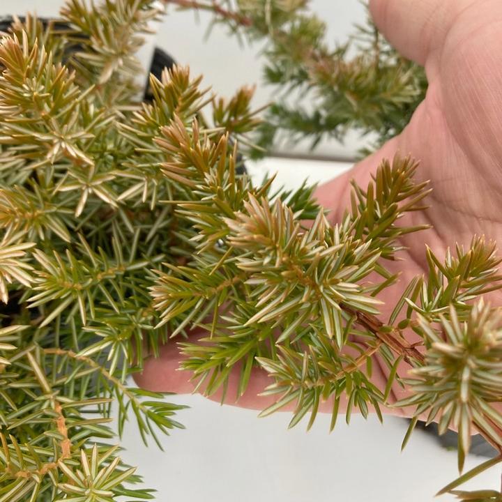 常緑・這性(はいせい)コニファー ブルーパシフィック 5号 ※お届けに10日程度かかる場合がございます。|花木10-TN