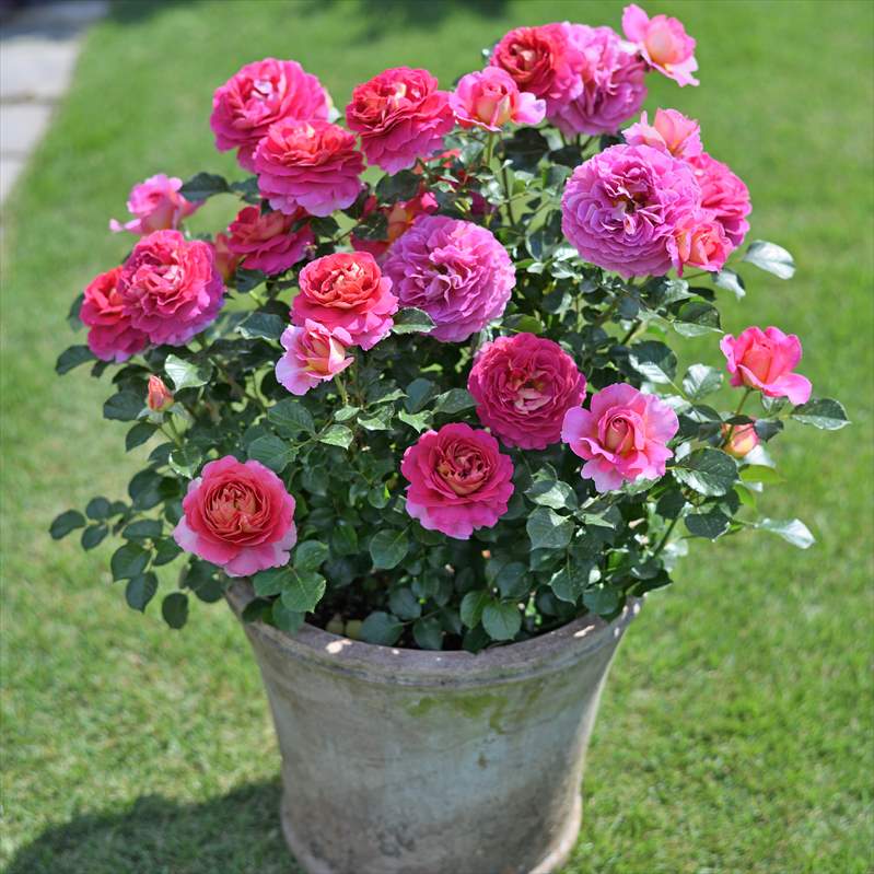 バラ大苗 エスプリ・ドゥ・パリ 7号 Delbard デルバール｜花木04-PA