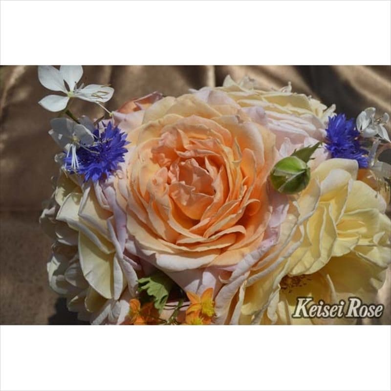 バラ大苗 G.D.ルイーズ 6号 京成バラ園芸｜花木04-PA | 花木・庭木