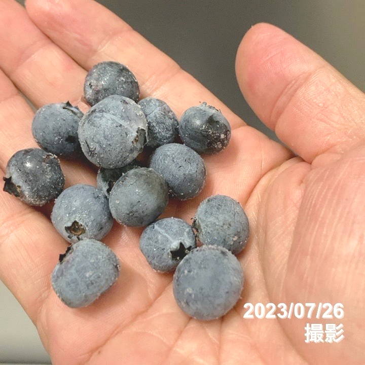 岩手県産】冷凍ブルーベリー500g【加工向け】：岩手県産の