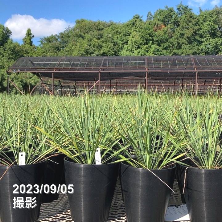 ユッカ ロストラータ サファイアスカイズ (Yucca rostrata Sapphire ...