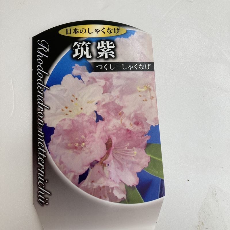 日本シャクナゲ 5号 筑紫｜花木02-D2 | 花木・庭木,シャクナゲ | 赤塚