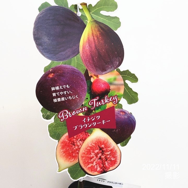 イチジク ブラウンターキー 4号｜果樹10-TU | 果樹,イチジク | 赤塚
