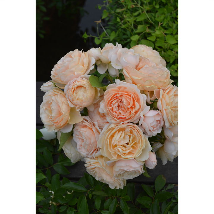 バラ大苗 アンナ・フェンディ バルニ Rose BARNI 7号｜花木04-PA