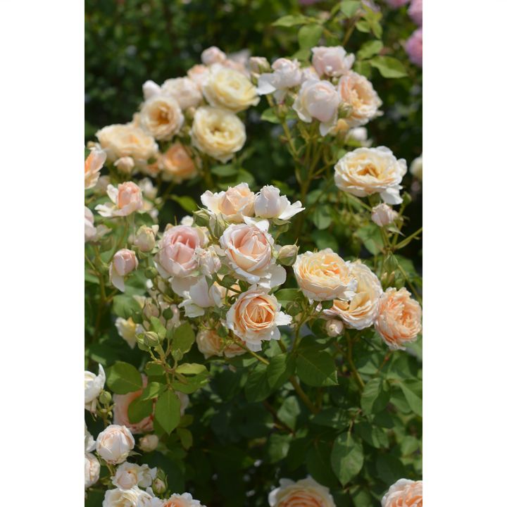 バラ大苗 アンナ・フェンディ バルニ Rose BARNI 7号｜花木04-PA