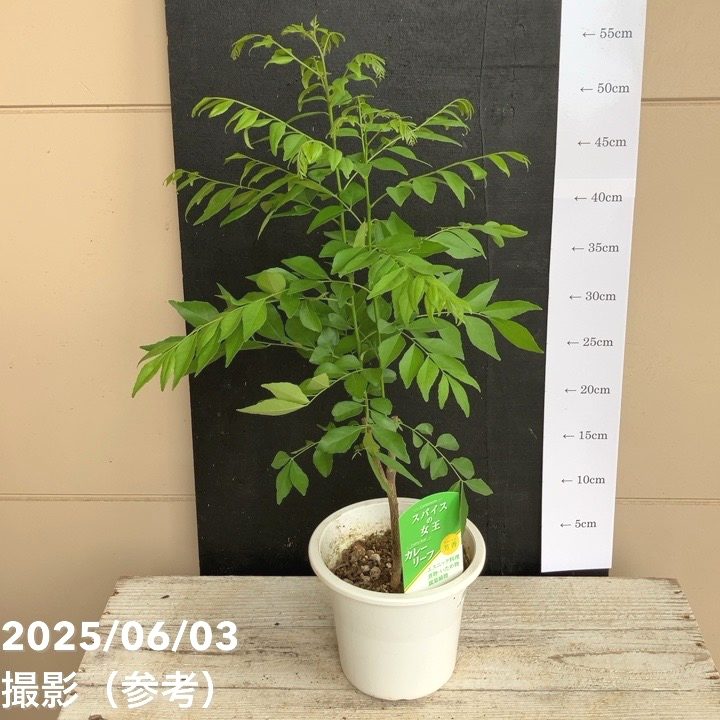 カレーリーフ苗　実付き 秋セール対象商品】カレーの木（苗）カレーリーフ 5号｜草花10