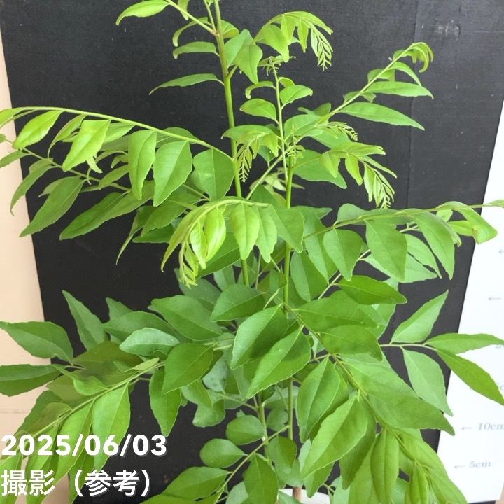カレーの木（苗）カレーリーフ 5号｜草花10-TU | 草花,[ハーブ苗