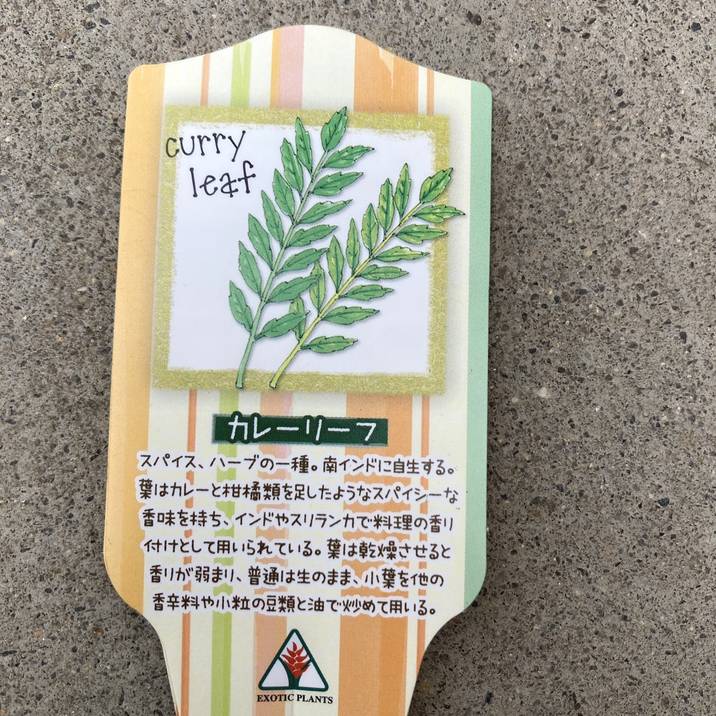 カレーリーフ苗　実付き 楽天市場】カレーの木（苗）カレーリーフ 5号｜草花10-TU : 赤塚