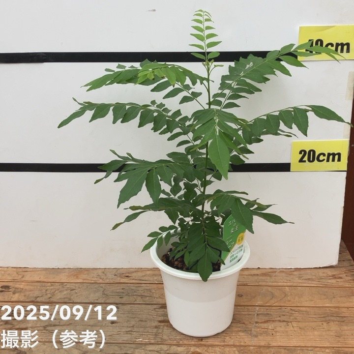 秋セール対象商品】カレーの木（苗）カレーリーフ 5号｜草花10