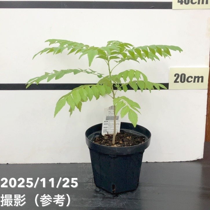 カレーの木（苗）カレーリーフ 5号｜草花10-TU | 草花,[ハーブ苗
