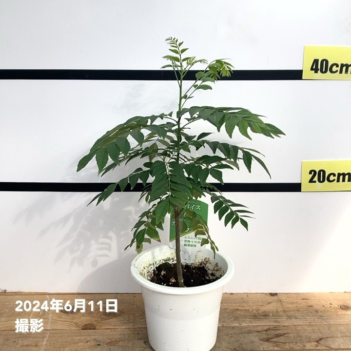 カレーの木（苗）カレーリーフ 5号｜草花10-TU | 草花,[ハーブ苗