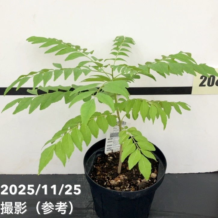 カレーの木（苗）カレーリーフ 5号｜草花10-TU | 草花,[ハーブ苗