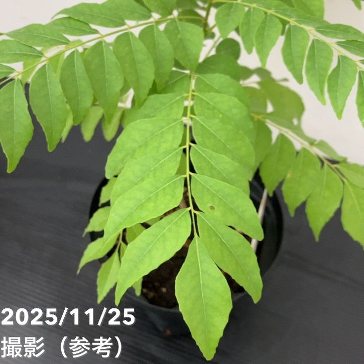 カレーの木（苗）カレーリーフ 5号｜草花10-TU | 草花,[ハーブ苗