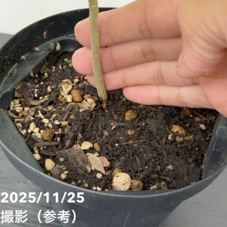 カレーの木（苗）カレーリーフ 5号｜草花10-TU | 草花,[ハーブ苗